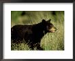 Black Bear, Single, Mexico by Patricio Robles Gil Limited Edition Print