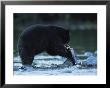 Black Bear Eating Salmon by Joel Sartore Limited Edition Pricing Art Print