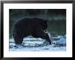 Black Bear Eating Salmon by Joel Sartore Limited Edition Print