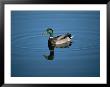 A Male Mallard Duck Is Mirrored In The Blue Surface Of A Marsh by Stephen St. John Limited Edition Print