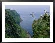 Red-Legged Kittiwakes On A Crowded Coastal Rookery by Joel Sartore Limited Edition Print