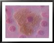 Animal Cell Mitochondria, Light Micrograph by Kent Wood Limited Edition Print