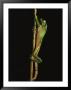 Tree Frog Climbing A Branch, Finca La Selva Biological Station, Costa Rica by Michael Nichols Limited Edition Print