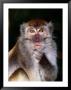 Close View Of A Long-Tailed Macaque (Macaca Fascicularis) by Mattias Klum Limited Edition Print