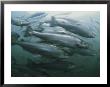 Atlantic Salmon, Salmo Salar, Swim In A Farm Pen by Bill Curtsinger Limited Edition Pricing Art Print