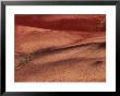 Chenactis Flowers In Painted Hills Of John Day Fossil Beds, Oregon, Usa by Julie Eggers Limited Edition Print