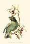 Exotic Birds Iii by Georges Cuvier Limited Edition Print