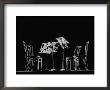 Chairs And Music Stands For The Budapest String Quartet by Gjon Mili Limited Edition Pricing Art Print