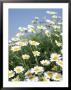 Anthemis Punctata by Pernilla Bergdahl Limited Edition Print