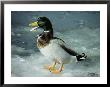 A Mallard Duck Standing On Ice by Stephen St. John Limited Edition Pricing Art Print