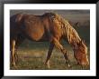 A Feral Mustang Grazes On Land Designated As A Wild Horse Sanctuary by Annie Griffiths Belt Limited Edition Print