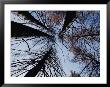 Upward View Of Trees Burned During The Forest Fires Of 1988 by George F. Mobley Limited Edition Pricing Art Print