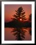 Sunset Silhouettes A Tree Near Ridgedale by Richard Nowitz Limited Edition Print