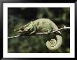 Close View Of A Chameleon by Nicole Duplaix Limited Edition Print