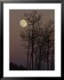 A Cluster Of Aspens Is Silhouetted Against The Evening Sky by George F. Mobley Limited Edition Print