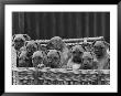 Basket-Full Of Boxer Puppies With Their Adorable Wrinkled Heads by Thomas Fall Limited Edition Print