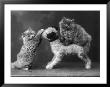 These Two Kittens Have Fun With A Toy Dog by Thomas Fall Limited Edition Pricing Art Print