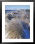 Ice Coats The Beach Grass On Parson's Beach, Maine, Usa by Jerry & Marcy Monkman Limited Edition Pricing Art Print