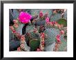 Blooming Beavertail Cactus, Joshua Tree National Park, California, Usa by Janell Davidson Limited Edition Print