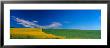 Canola And Wheat Fields Spring, Colfax, Whitman County, Washington, Usa by Terry Eggers Limited Edition Print