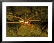 Giant Fishing Spider, Walking On The Surface Of Water, French Guiana by Emanuele Biggi Limited Edition Print