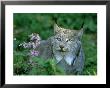 Lynx, Lynx Canadensis Close-Up Portrait Usa by Mark Hamblin Limited Edition Print