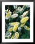 Salix Acutifolia (Pussy Willow), Close-Up Of Catkins, February by Michele Lamontagne Limited Edition Print