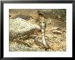 Indian (Spectacled) Cobra, Defensive Display With Spread Hood, India by Michael Fogden Limited Edition Print