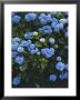 Nature Scene Of Blue Hydrangeas In Blythedale Park, Mill Valley, Mill Valley, California by Brimberg & Coulson Limited Edition Print