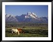 Horses Graze At Lost Creek Ranch In Moose, Wyoming by Richard Nowitz Limited Edition Pricing Art Print
