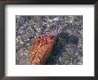 Woman's Foot In The Warm Water Of The Gulf Of Mexico, Holmes Beach, Florida by Stacy Gold Limited Edition Print