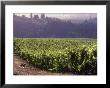 Dog In Knutsen Vineyard, Dundee, Willamette Valley, Oregon, Usa by Janis Miglavs Limited Edition Print