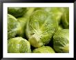 Brussel Sprouts, Freshly Washed by Susie Mccaffrey Limited Edition Pricing Art Print