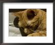 Close View Of Orange Tabby Cat Sleeping, Groton, Connecticut by Todd Gipstein Limited Edition Pricing Art Print