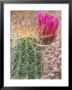Strawberry Hedgehog Cactus, Desert Botanical Museum, Phoenix, Arizona, Usa by Rob Tilley Limited Edition Print