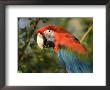 Green-Winged Macaw From The Sedgwick County Zoo, Kansas by Joel Sartore Limited Edition Print