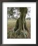 Old Olive Tree In An Orchard In Provence, France by Stephen Sharnoff Limited Edition Print