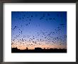Snow Geese And Cars, Vehicles At Sunrise, Bosque Del Apache National Wildlife Reserve, New Mexico by Mark Newman Limited Edition Print