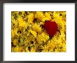 Basket Of Marigold Flowers, Coimbatore, Tamil Nadu, India by Daniel Boag Limited Edition Print