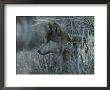 Gray Wolf, Canis Lupus, Peeks Out Of A Weed Thicket by Jim And Jamie Dutcher Limited Edition Pricing Art Print