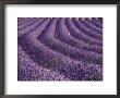 Lavender Field, Provence by Bethune Carmichael Limited Edition Print