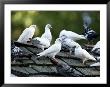 Domestic Pigeons Sit On A Roof Top, Omaha Zoo, Nebraska by Joel Sartore Limited Edition Print