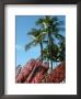 Surfboards For Rent On Waikiki Beach, Oahu, Hawaii by Stacy Gold Limited Edition Print
