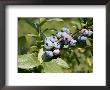 Blueberries On Blueberry Bush by Tim Laman Limited Edition Print