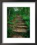 Hiking Trail Through Whitewater State Park,Whitewater State Park, Minnesota, Usa by John Elk Iii Limited Edition Pricing Art Print