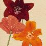 Terracotta Flower Burst by Kate Knight Limited Edition Print