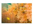 Golden Dream Reef, Bligh Water Area, Viti Levu, Fiji Islands, South Pacific by Stuart Westmoreland Limited Edition Print