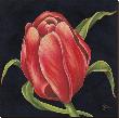 Tulipe Rouge by Constance Lael Limited Edition Pricing Art Print