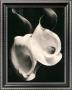 Two Callas by Imogen Cunningham Limited Edition Pricing Art Print
