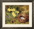 Primroses With A Bird's Nest by H. Barnard Grey Limited Edition Print